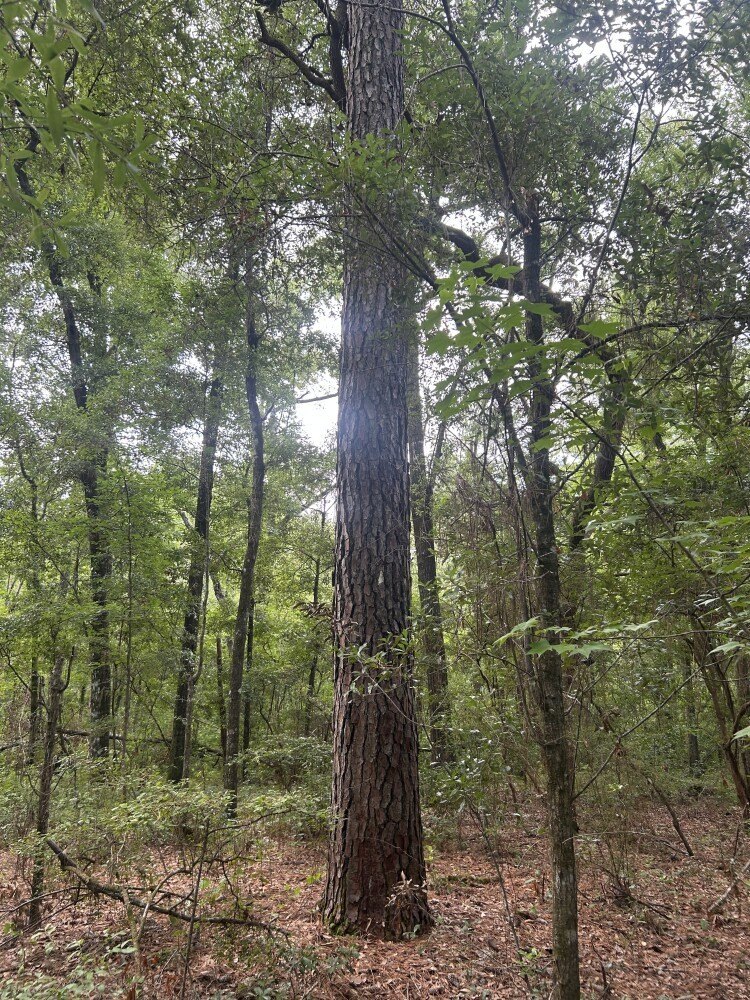 Ridgeville Vacant Land Near River