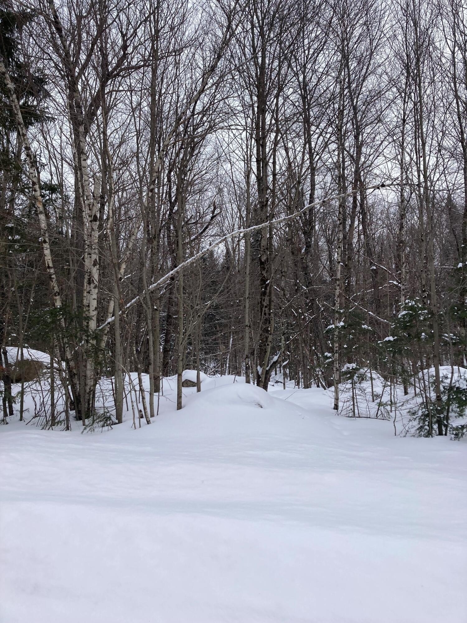 Wooded Land Bordering State Land