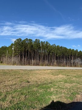 Highway Frontage Land in Zavalla