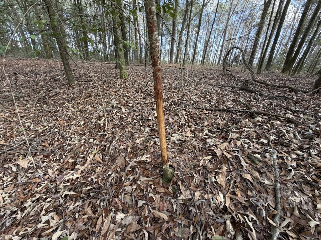 Picture 41