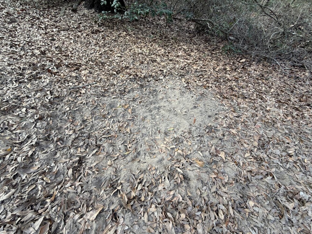 Picture 39