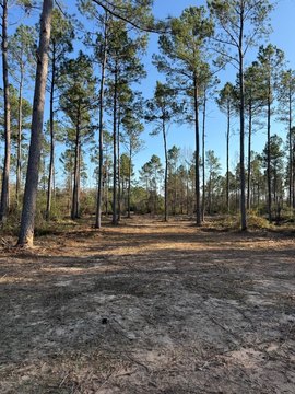 Timber Plantation Land with Road Frontage