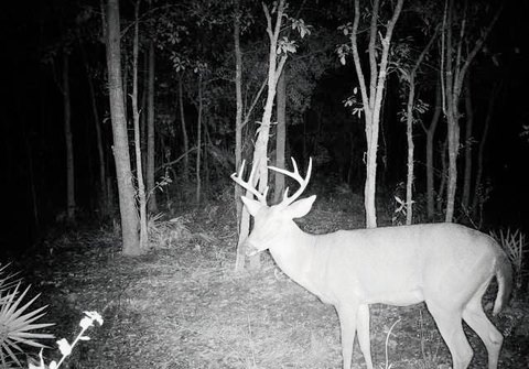 Secluded Hunting and Homesite Land