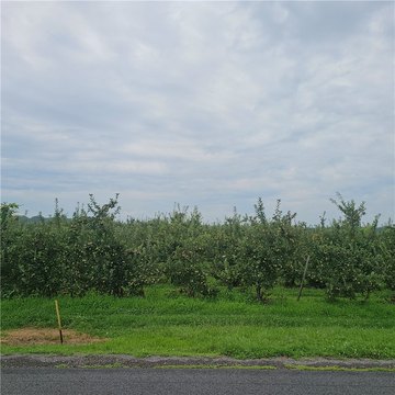 LAND - Albion, NY