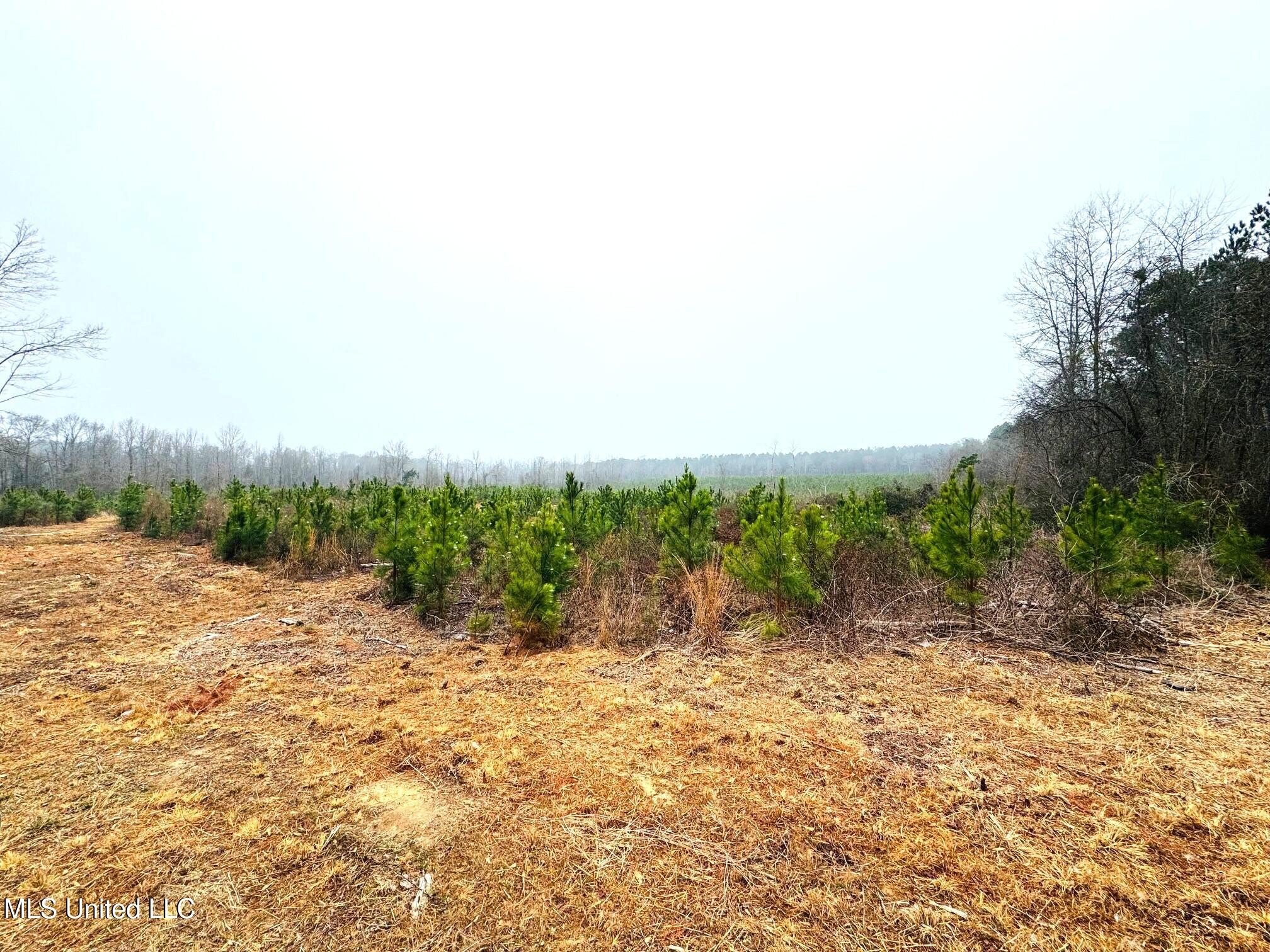 Secluded Hunting and Homesite Land