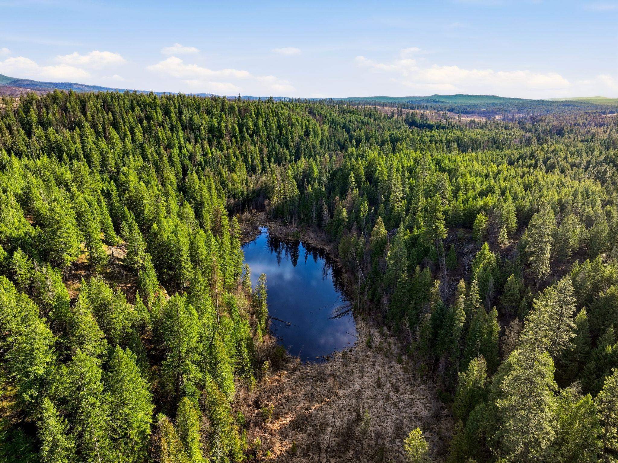 130 Acres of Timbered Land