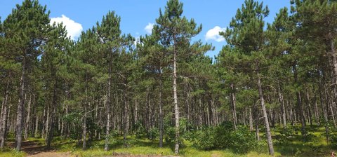 Buildable Wooded Recreation Land