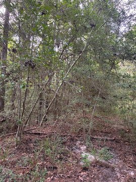 Land, Brookeland, TX