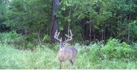 73 Acres in Hazlehurst, MS