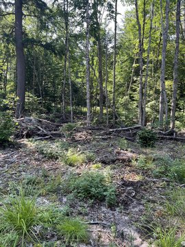 Wooded Recreational Land Parcel
