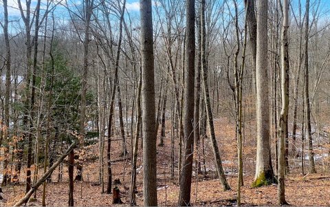 Wooded 80-Acre Income-Producing Farm