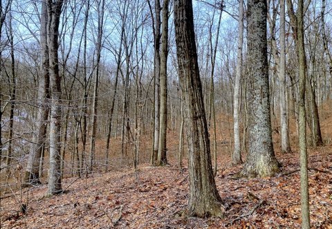 Secluded Income-Producing Forest in Ohio