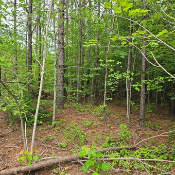 Wooded Land Tracts Available