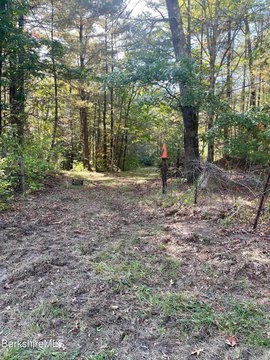 10.7 Acres Wooded Land