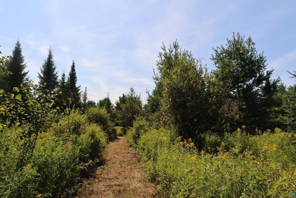 Picture 32