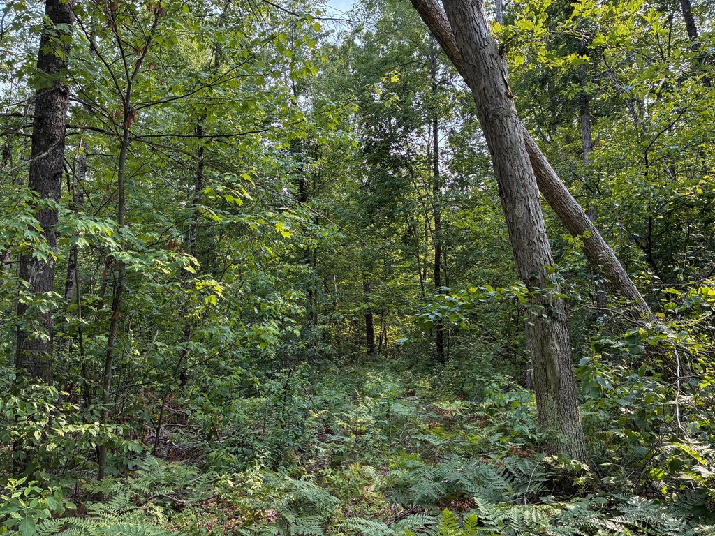 Picture 18