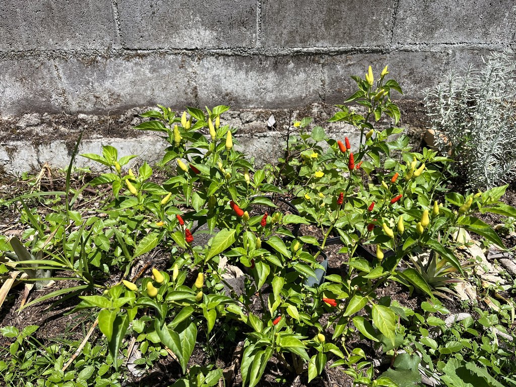 Picture 6