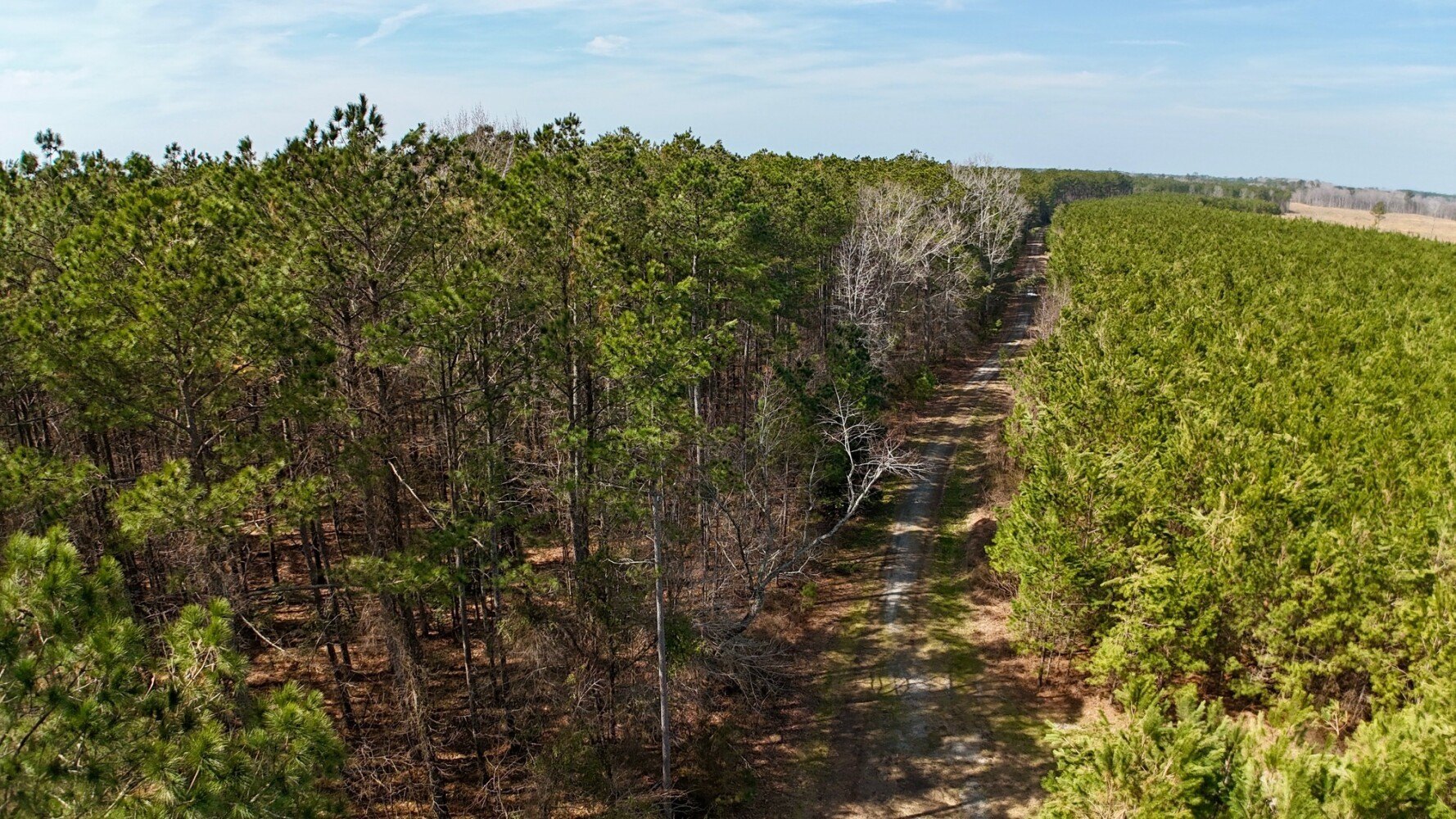 Hertford County Hunting and Timber