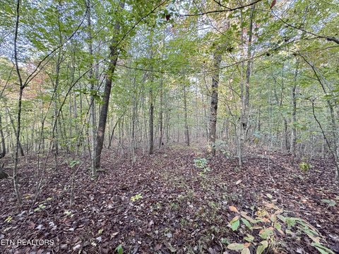 LAND - Sunbright, TN
