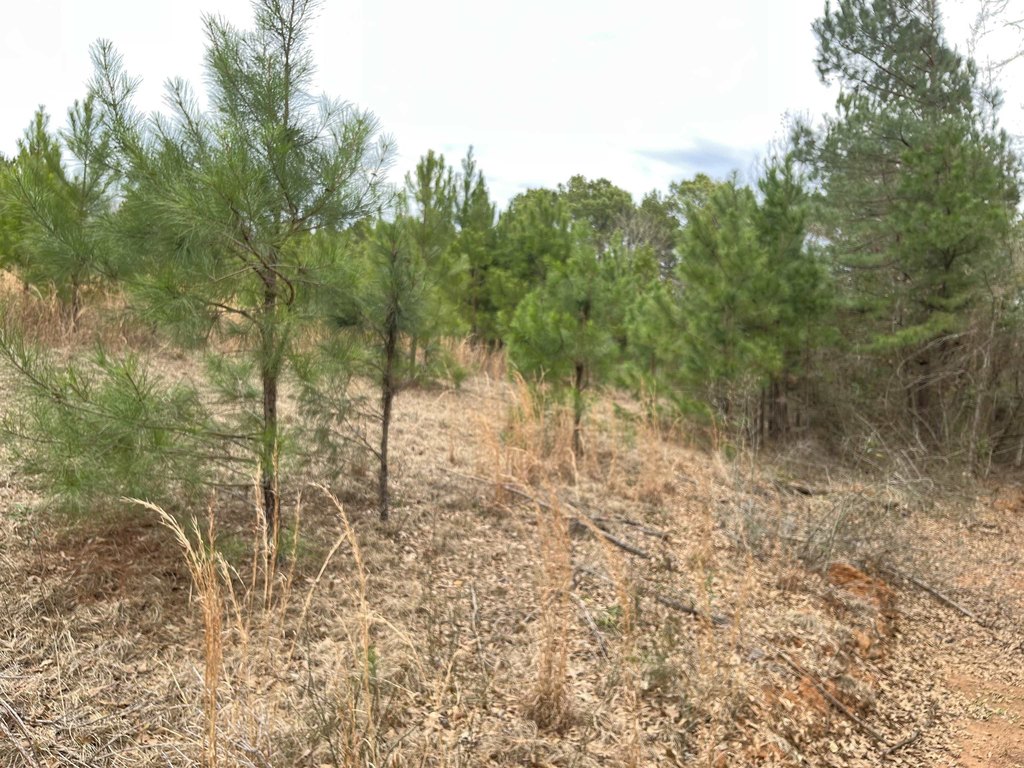 Picture 3