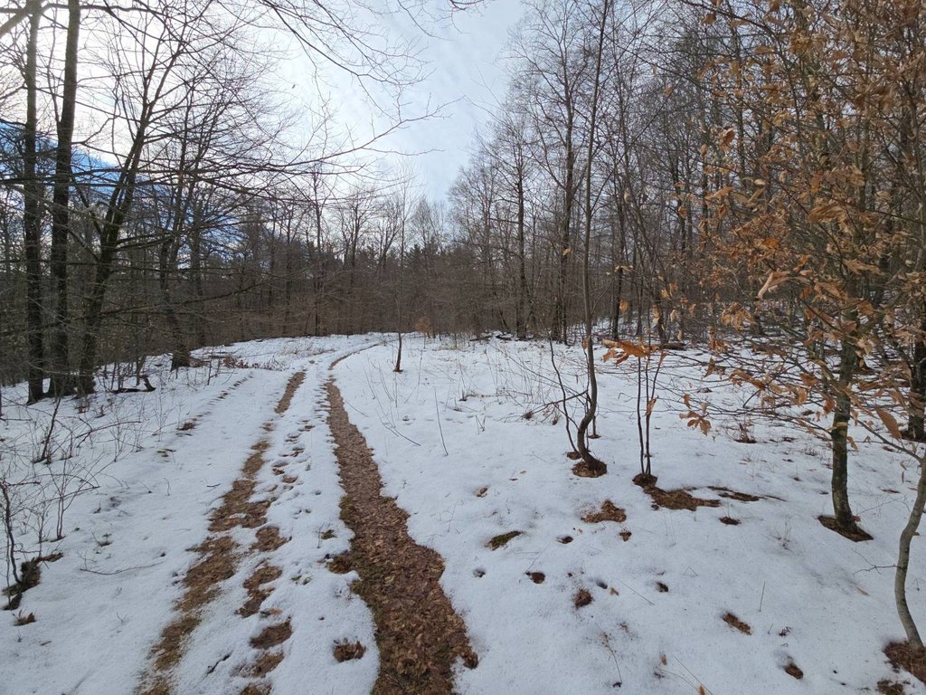 Picture 31