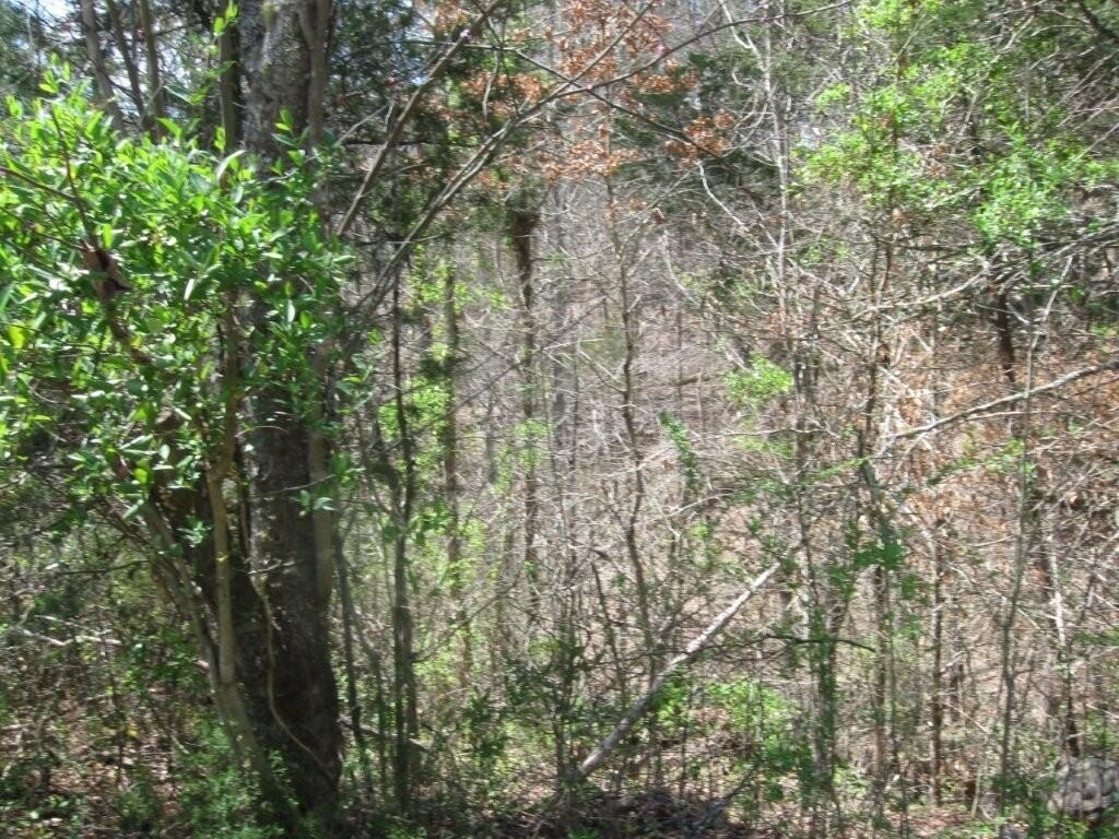 Picture 8
