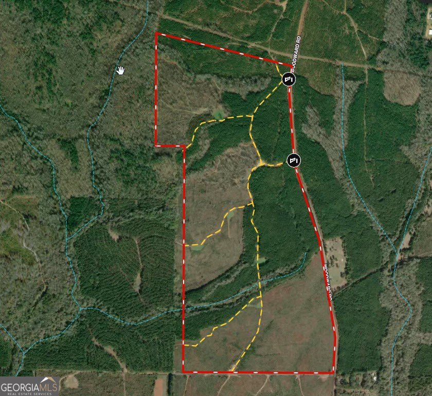 Professionally Managed Loblolly Pine Plantation