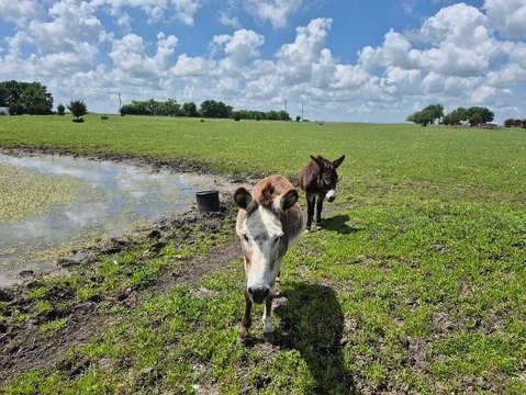 LAND - Other - Ladonia, TX