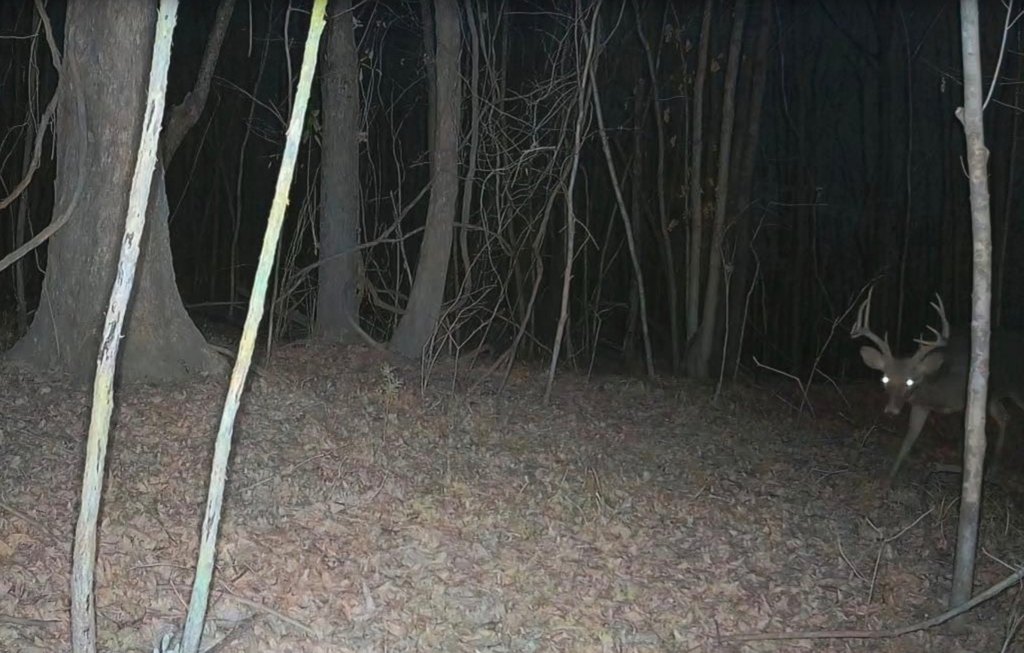 Picture 8