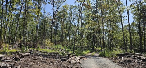 79 Acres Wooded Land