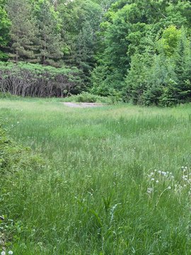 Wooded Waterfront Recreational Lot