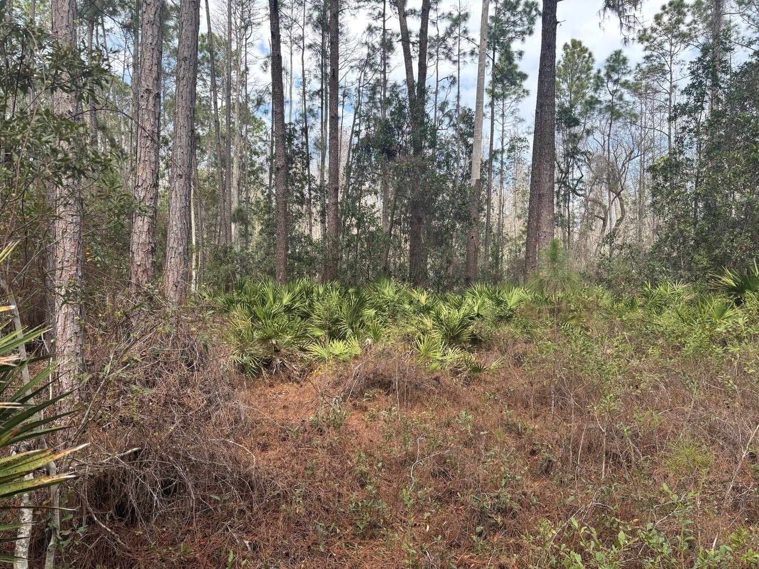 Two Acre Polk City Land
