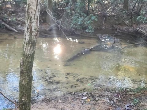 Undeveloped Land Parcel in Florida