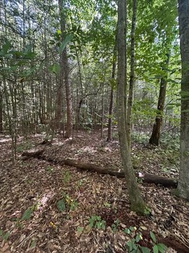 Five-Acre Waterfront Land