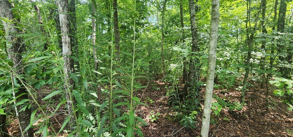 Picture 12