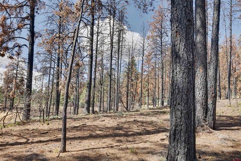 LAND, Pagosa Springs, CO