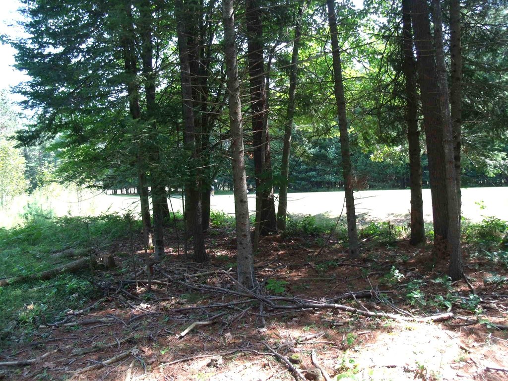 Picture 42