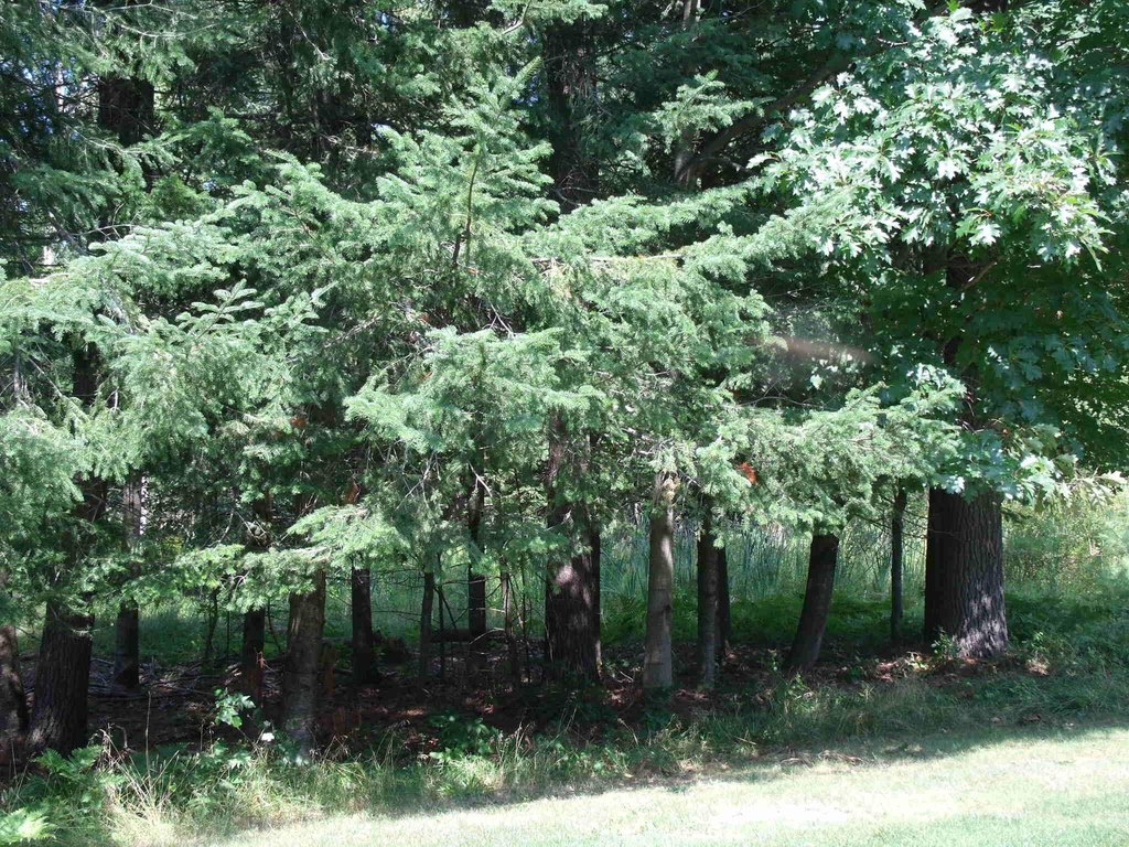 Picture 49
