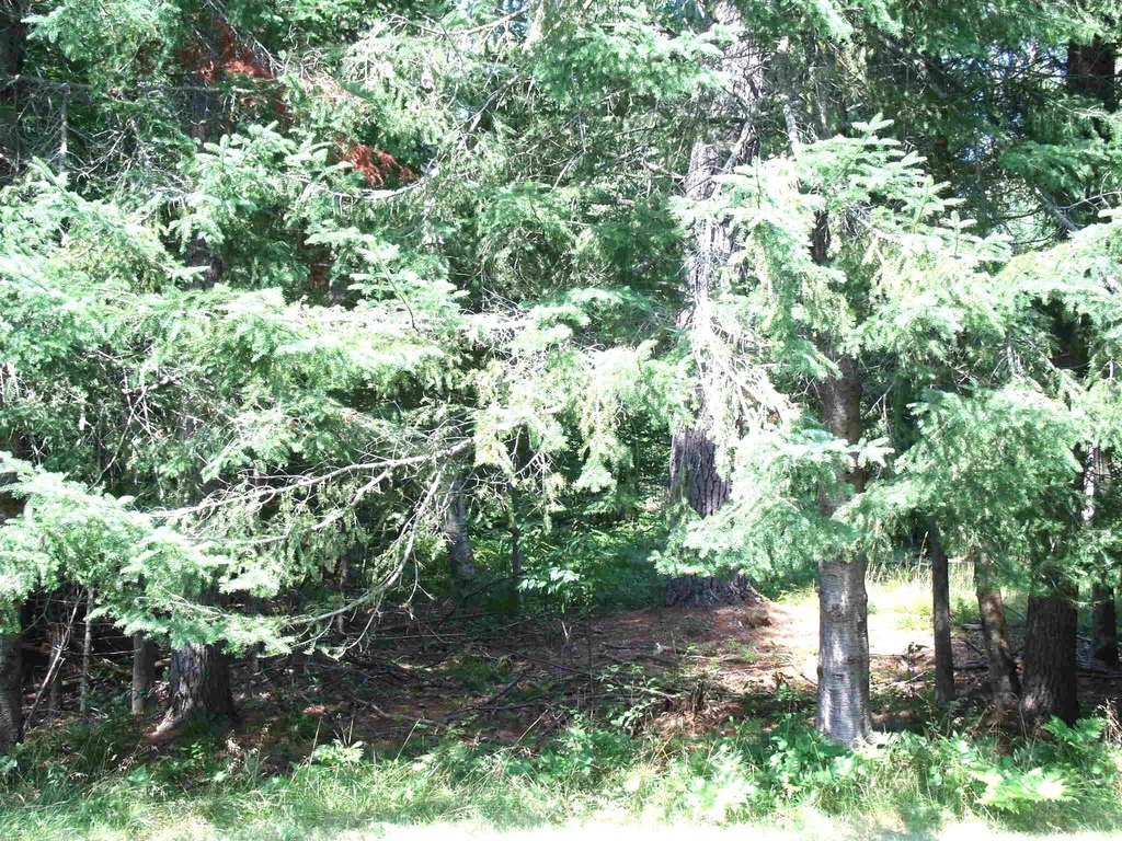 Picture 50