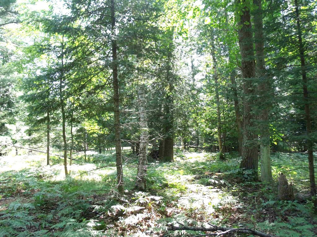 Picture 38