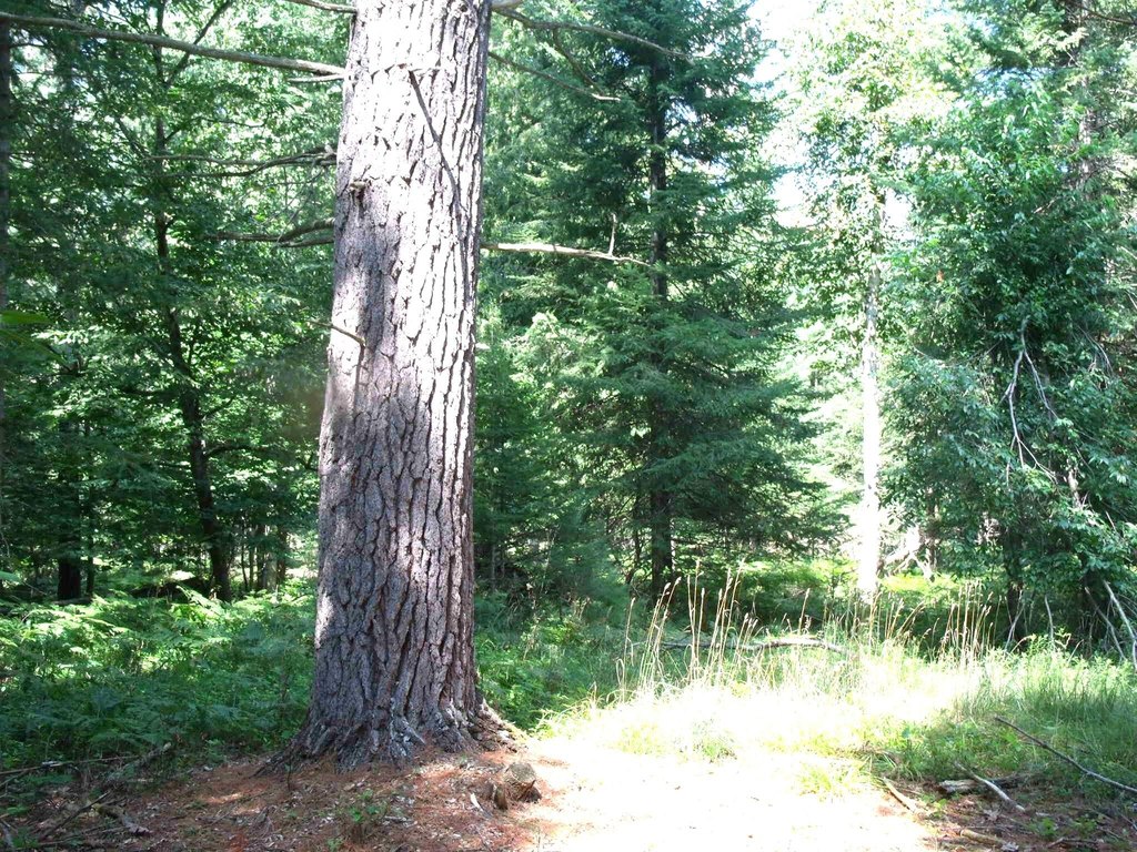 Picture 52