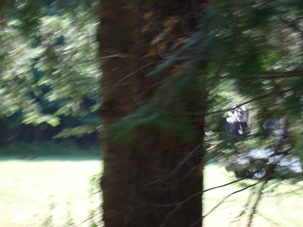 Picture 45