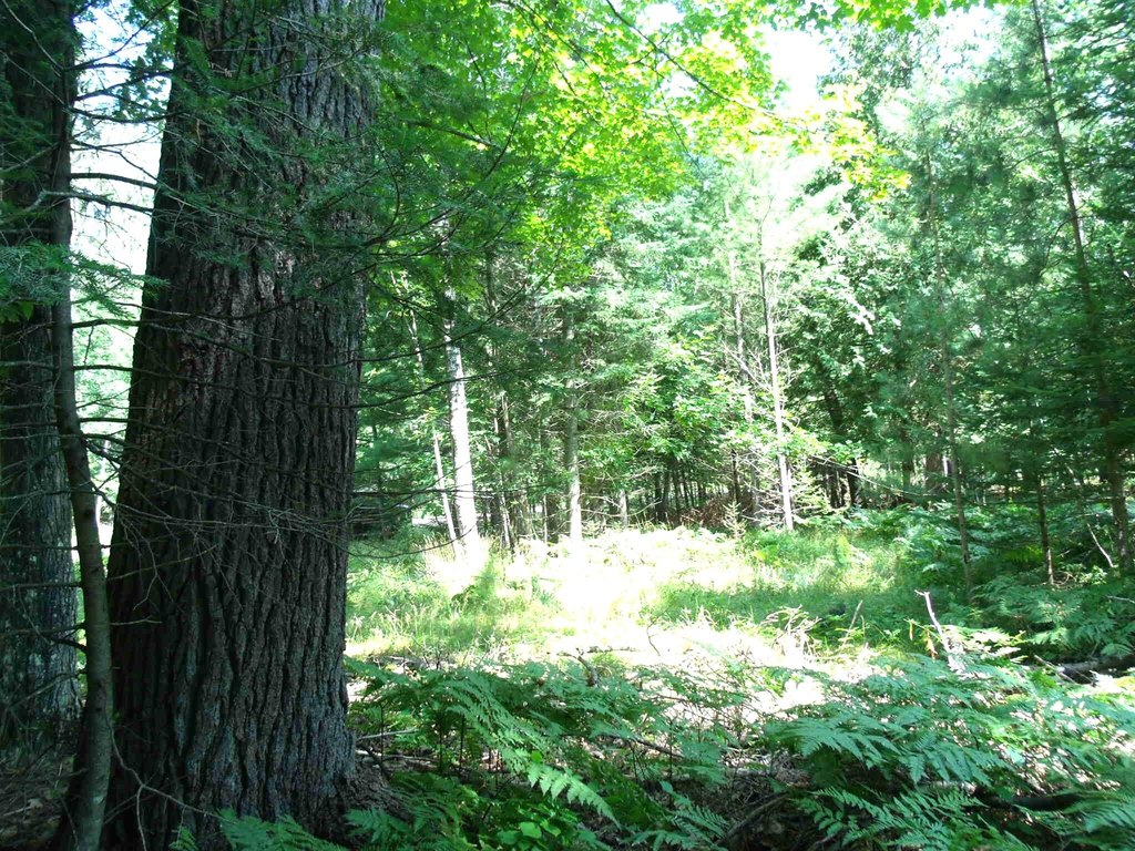 Picture 37