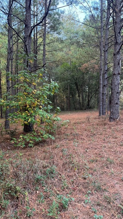 Picture 2