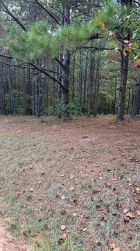 Level Wooded Lot Near Lake
