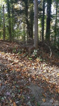 Asheville Homesite Ready to Build