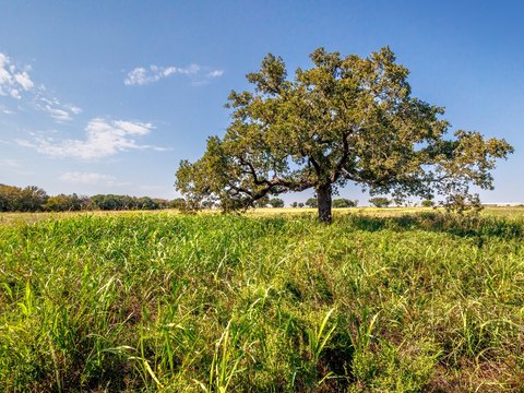 Heavily Treed Ranch with Build Site