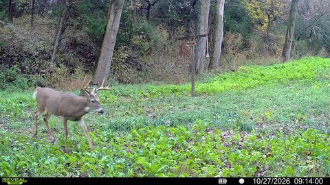 Hunting Land with Hardwood Timber