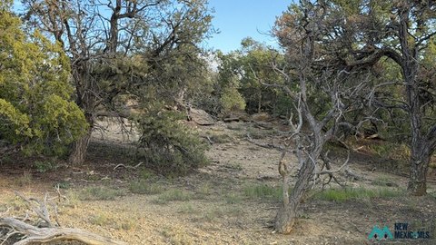 Land, Pie Town, NM