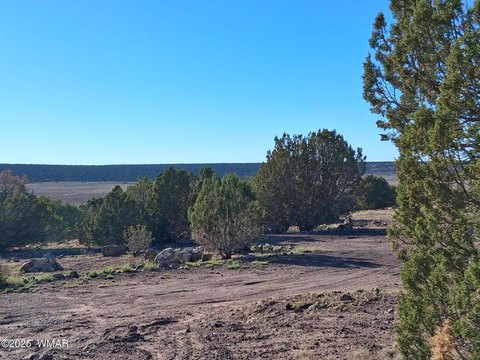 Land For Sale in Concho